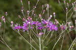 Tall ironweed